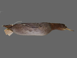Skin specimen of Auckland merganser