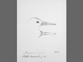 Merganser duck. (Mergus australis , New Zealand merganser), 1865 -1885, by John Buchanan.Te Papa (1992-0035-2279/42)