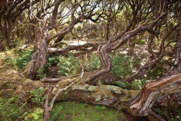 Southern Rata trees on Enderby Island, Sub-antarctic Islands, NZ