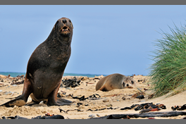 New Zealand sea lion which can be seen in Auckland islands