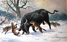 Aurochs fighting with wild wolves
