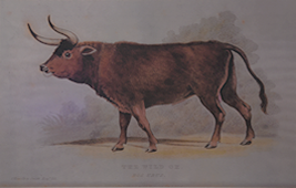 Aurochs panted in 18th century
