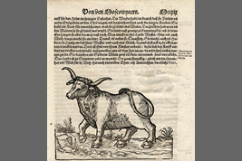 Aurochs painted in 16th century