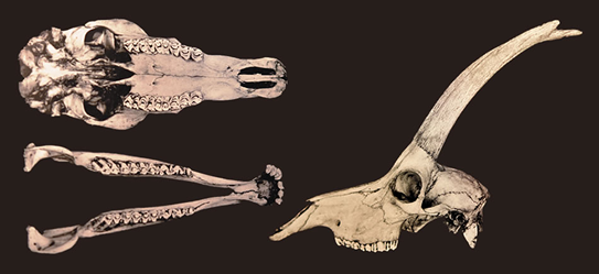 ブルーバックの頭骨標本