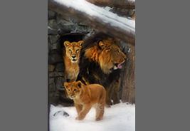ノヴォシビルスク動物園で飼育されているライオン