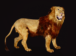 Stuffed specimens of Cape lion