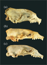 a) The skull of Mediterranean monk seal b) The skull of Hawaiian monk seal c) The skull of Caribbean monk seal