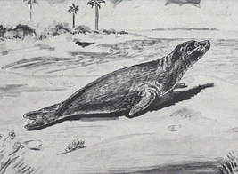 Drawn Caribbean monk seal in the 1800s