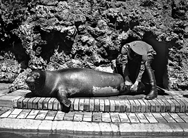 Mediterranean monk seal which was kept in Berlin Zoo
