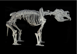 サイウォンバットの骨格標本パース歴史自然博物館所蔵