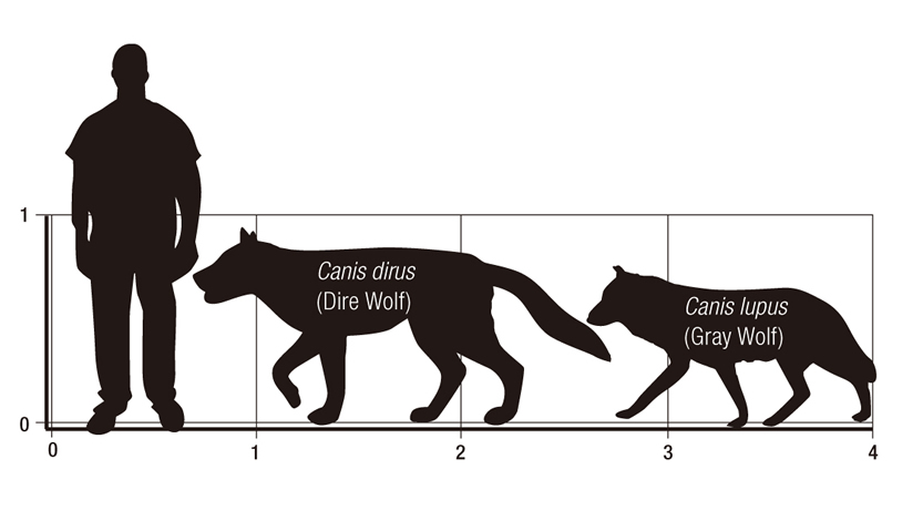 Dire Wolf Size Comparison With The Recent Dire Wolf News Do You Think