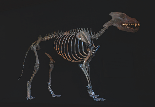 ダイアウルフの骨格標本＠ハーバード大學博物館 