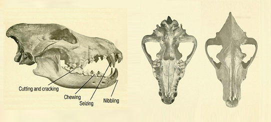 Skull and dentition of Dire wolf showing functions of the teeth