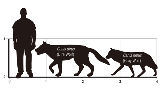 <em>Canis dirus</em>(Dire Wolf) compared with a 1.8 meter tall person and the modern <em>Canis lupus</em>(Gray Wolf).