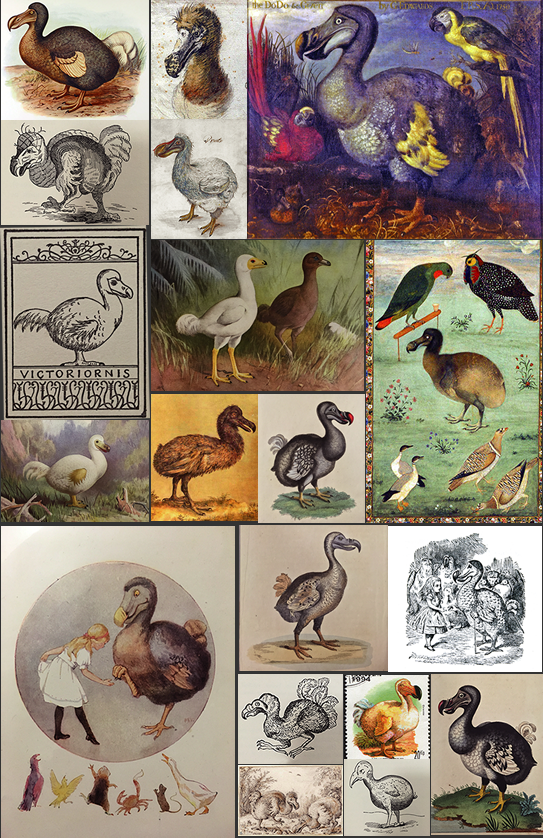 Several paintings and drawings of Dodo
