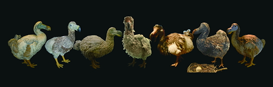 Several stuffed Dodos all over the world