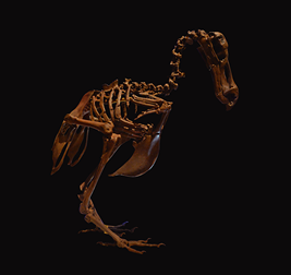 ドードーの骨格標本