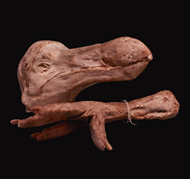 Head and foot of Dodo