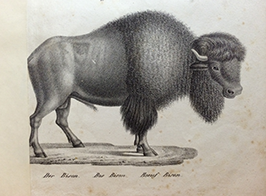 The American bison, drawn in the beginning of 19th century