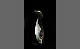 Stuffed specimen of the Great auk@Paris Natural History Museum