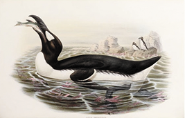 Three drawings of the Great auk in 19 century