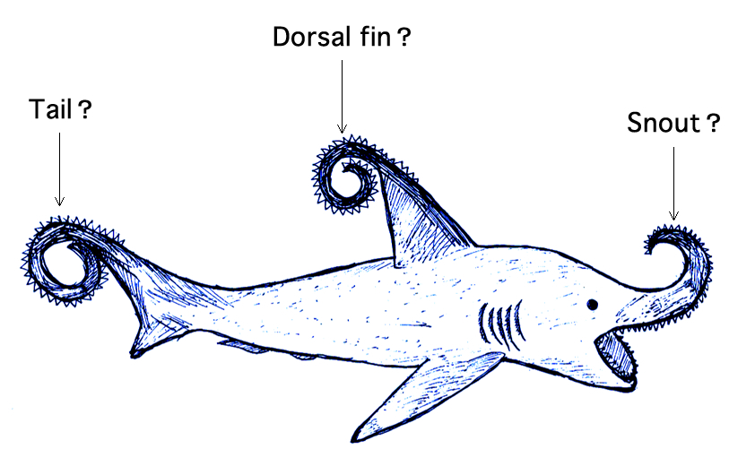 helicoprion shark facts