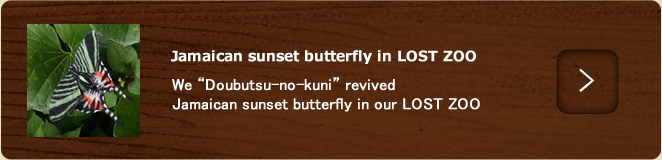 Jamaican sunset butterfly