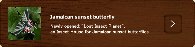 Jamaican sunset butterfly