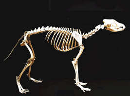 ニホンオオカミの骨格標本