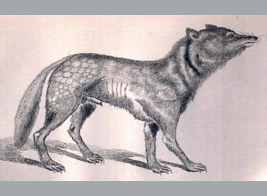 1881年に描かれたニホンオオカミ
