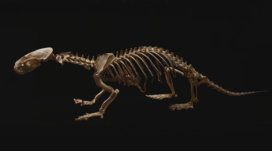 Skeleton of Japanese river otter@Tokyo NH museum