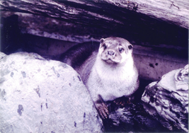 Photographed Japanese river otter which was kept in Tobe zoo, Japan②