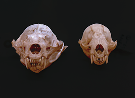 ニホンカワウソの頭骨（左♂　右♀）
