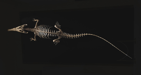 マチカネワニの骨格標本 インターメディアテク所蔵
