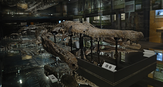 マチカネワニの骨格標本（現物）大阪大学総合学術博物館所蔵