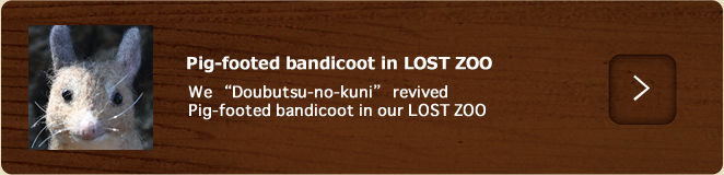 Pig-footed bandicoot