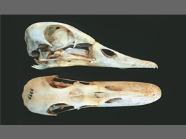 バライロガモの頭骨標本