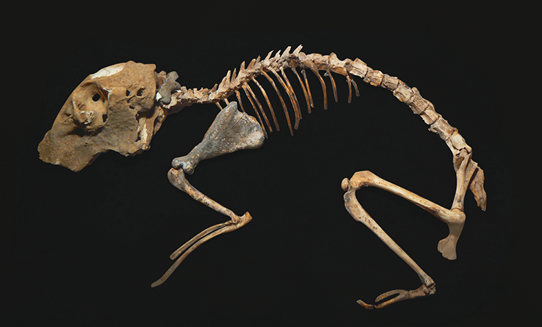 サルディニアナキウサギの骨格標本