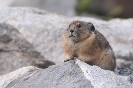 American pika (upper side) are close related to Sardinian pika