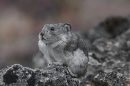 Colored pika are close related to Sardinian pika