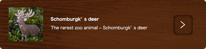Schomburgk’s Deer
