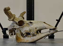 ションブルクジカの頭骨標本
