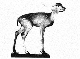 1862 年にハンブルグ動物園にやってきた個体