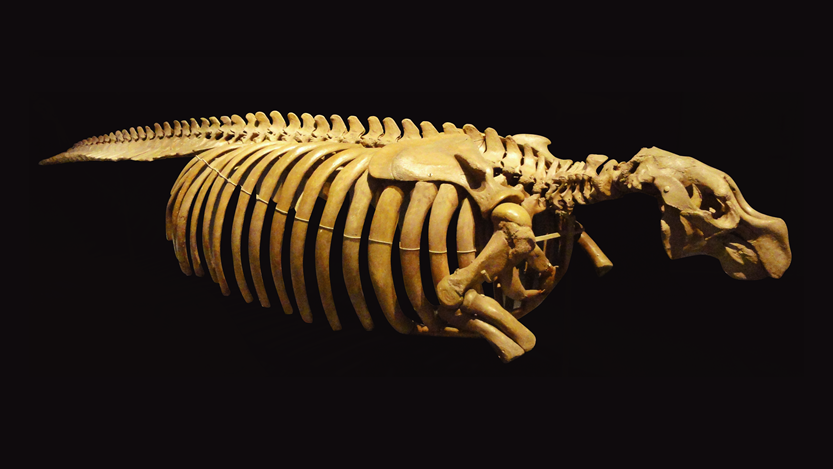 ステラーカイギュウの骨格標本