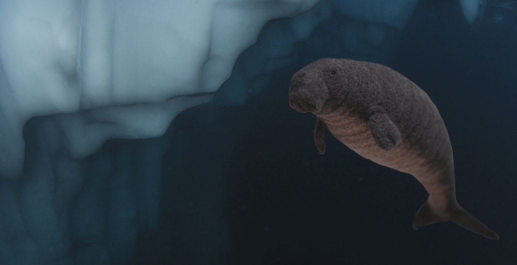Steller's sea cow – the giant sea cow of the North Pacific