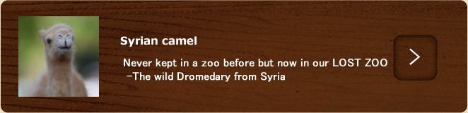 Syrian camel