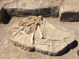 北米で発見される大型ラクダの化石