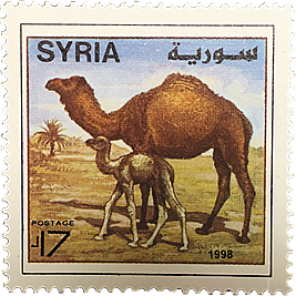 シリアの切手にデザインされたシリアラクダ