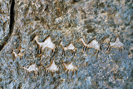 Camels which was drawn in rock wall in Israel