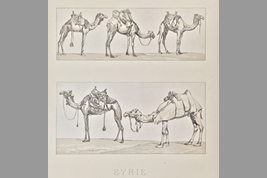 Camels drawn in 17century of syria” the cigarette in Syria